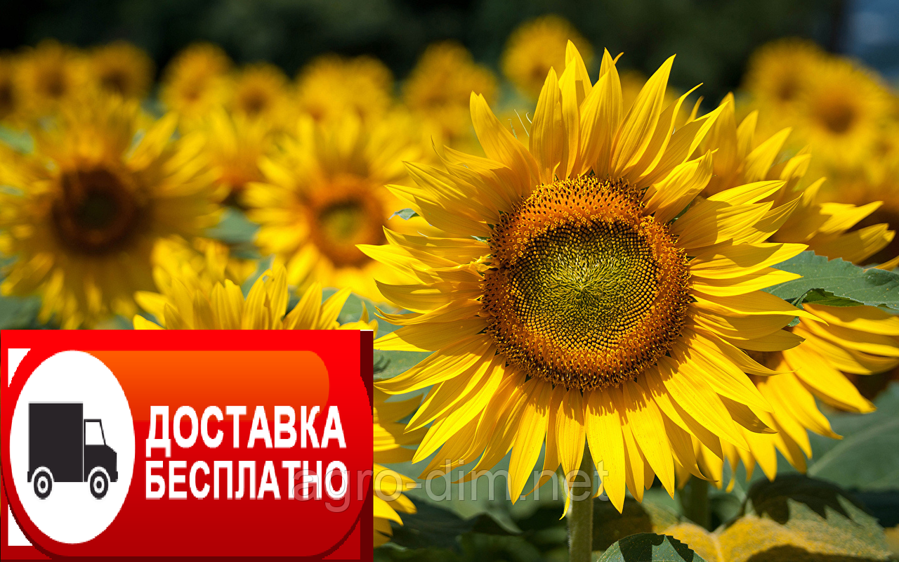 Насіння соняшнику Матадор під гранстар