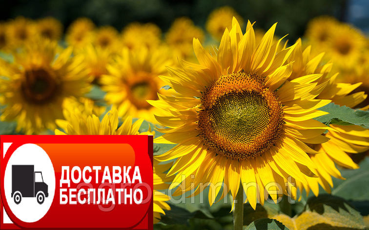 Семена подсолнечника Матадор под гранстар, фото 2