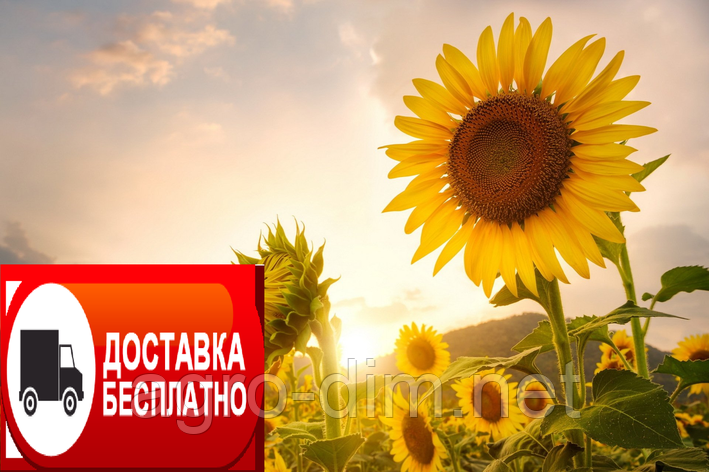 Насіння соняшнику Дракон під Гранстар, фото 2