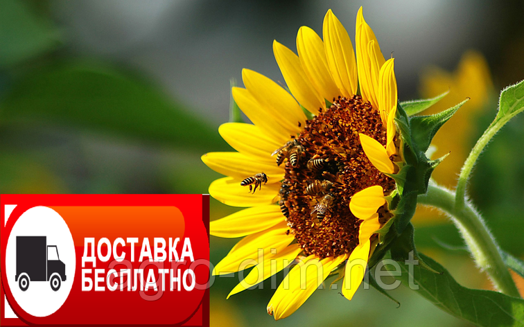 Насіння соняшнику Ауріс під Гранстар, фото 1