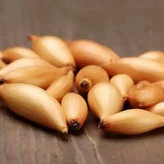 Бамбергер/Біранформіг цибуля совок  1кг — середньо-рань для осіннього та весняного посіву