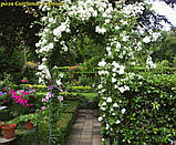 Роза Guirlande d'amour( Гирлянд д'Амур) плетиста гор3 л, фото 5