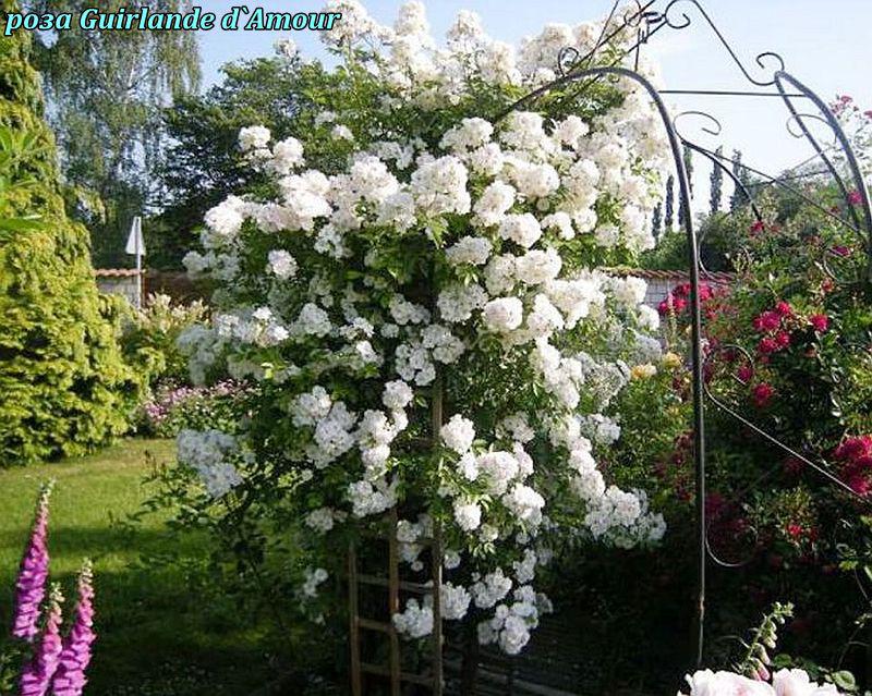 Троянда штамбова Guirlande d`Amour (Гірлянд де Амуре) 130-140 см плетиста