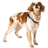 Шлея для собак AGILA 7 Ferplast (Ферпласт) зі штучної шкіри, колір в асортименті, фото 5