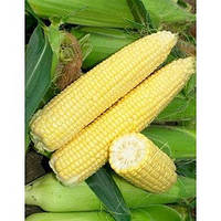 Семена Кукуруза сахарная Оверленд F1, 500 граммов Syngenta Садыба Центр