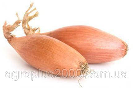 Цибуля сіянка озима Бамбергер 0,5 кг TOP Onion, фото 2