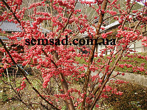 Гумі ( Гуммі) "Крильон" ( саджанці 5 років С10л 170-180см ), фото 3