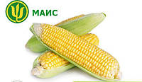 Семена кукурузы Аурум ФАО 320 (Маис)