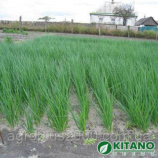 Насіння Лук на перо Вулкан 20 грамів Kitano Seeds, фото 3