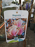 Магнолія суланжа (Magnolia ×soulangeana)