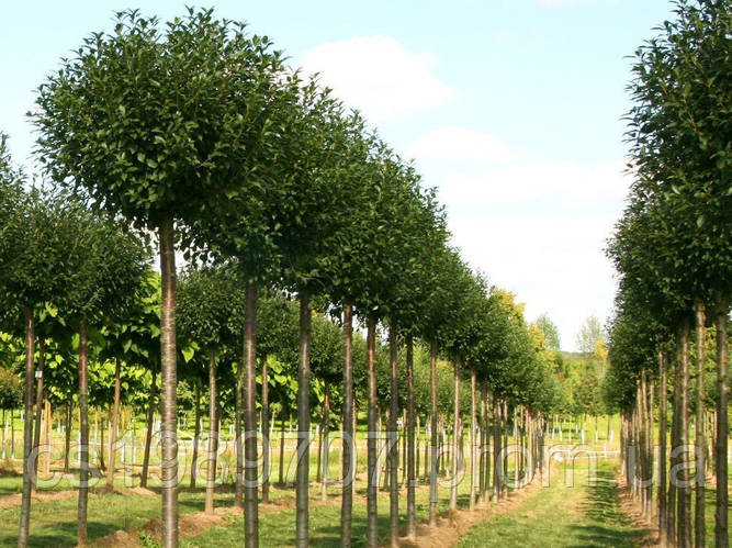 Вишня кустарниковая Umbraculifera на штамбе h=150,ОКС, цена 1800 грн ...