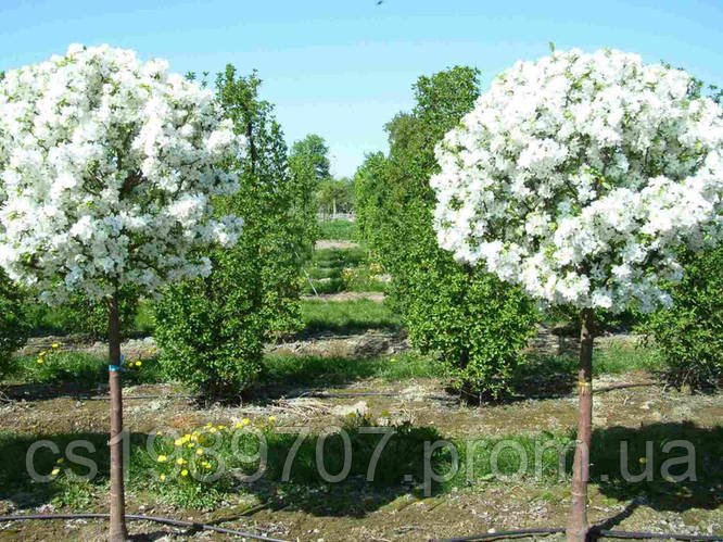 Вишня кустарниковая Umbraculifera на штамбе h=150,ОКС, цена 1800 грн ...