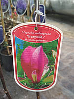 Магнолія суланжа Бургунді (Magnolia ×soulangeana 'Burgundy')