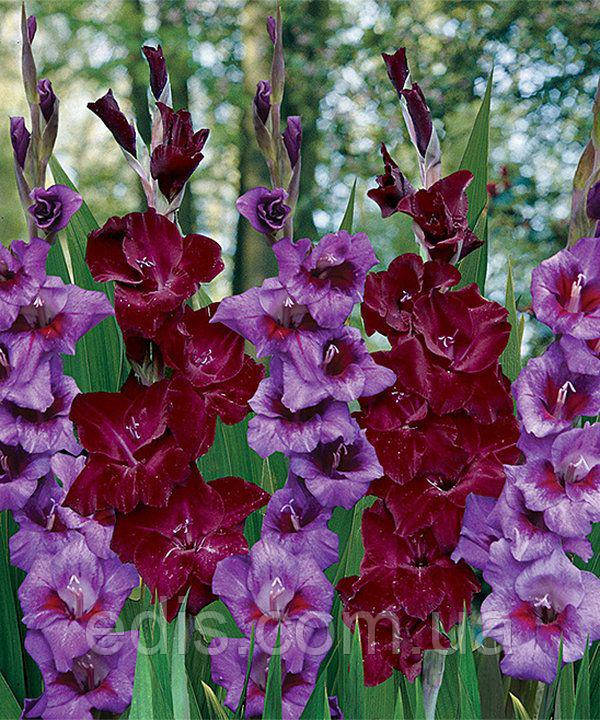 Набір гладіолусів Літня ніч 7 цибулин/уп.