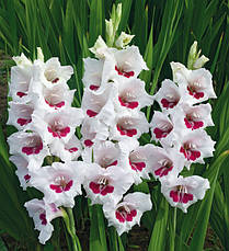 Гладіолус Fiorentina 10/12 3 цибулини, фото 5