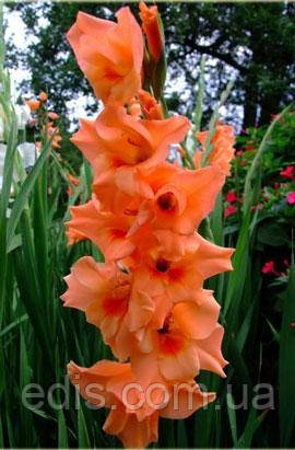 Гладіолус Orange King 10/12 3 цибулини, фото 1