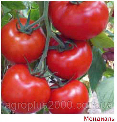 Насіння Томат індетермінантний Мондіал F1 поштучно 10 насіння Enza Zaden, фото 1