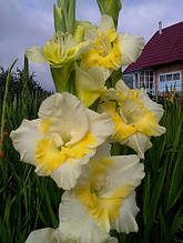 Гладіолус Buggy 3 шт./уп., великоквітковий