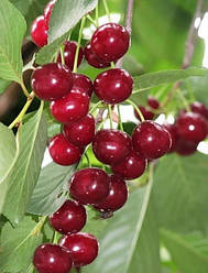 Вишня Мелітопольська десертна"