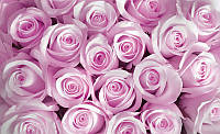 Флізелінові фотошпалери в залі дизайн 368x254 см Квіти рожеві троянди (142V8)+клей