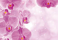 Над кроватью в спальню флизелиновые 3D фотообои цветы 368x254 см Большие розовые орхидеи (149V8)+клей