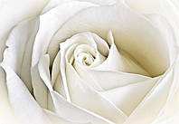 Фотообои 3д в интерьере кухни гостиной цветы 368x254 см Бутон белой розы (8-001P8)+клей