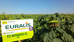 Насіння соняшника Новаміс КЛ