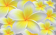 Фотообои для спальни цветы 368х254 см Желтая плюмерия (033P8)+клей