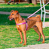 Шлея для собак Ferplast Ферпласт AGILA FANTASY 5 з нейлону з м'якою обшивкою і декором, колір в асортименті, фото 4