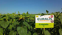 Насіння соняшника Ніагара OR7+