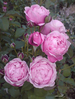 Троянда Дітер Мюллер Шраб, фото 2