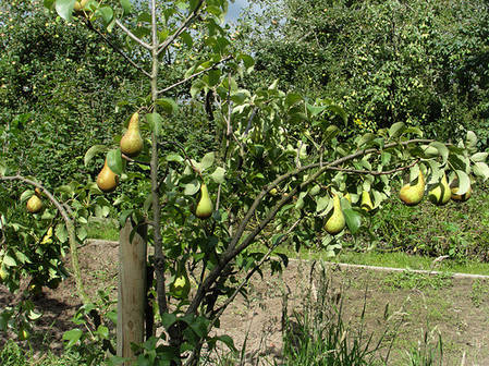 Саджанці груші осінньої сорт "Конференція", підщепа ВА-29, фото 2