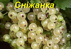 Порічка "Сніжанка"