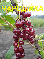 Порічка штамбова "Чародійка" (ЗКС) 2р.