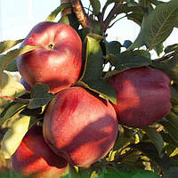 Саджанці яблуні зимові Ред Чіф 2х річна