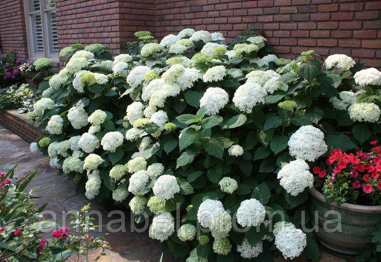 Гортензия древовидная Аннабель С3 / Hydrangea arborescens Annabelle - фото 2 - id-p239160036