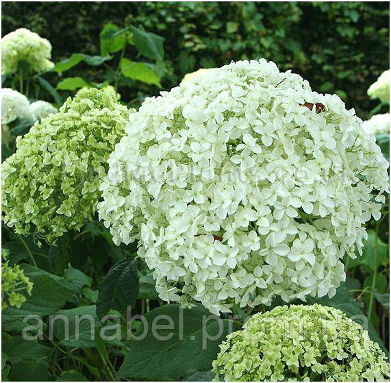 Гортензия древовидная Аннабель С3 / Hydrangea arborescens Annabelle - фото 3 - id-p239160036