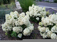 Гортензия метельчатая Бобо, р9 / Hydrangea paniculata Bobo продажа кратно 30 штук