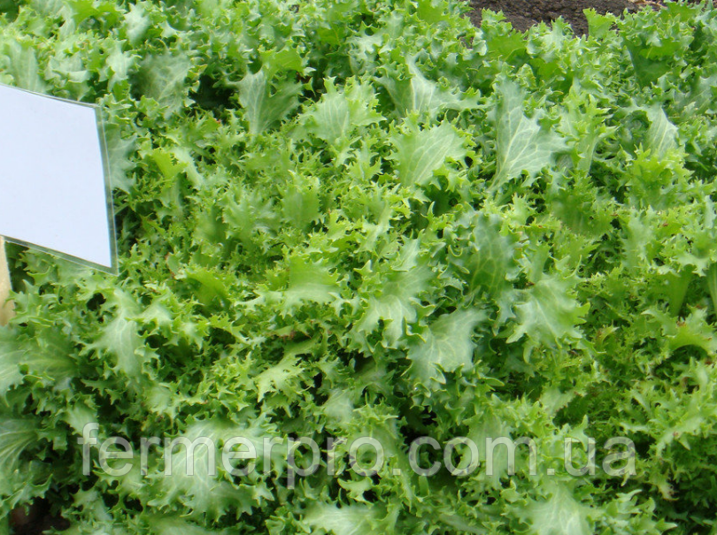 Насіння салату Куартана F1/Kuartana 5000 Enza Zaden, фото 1