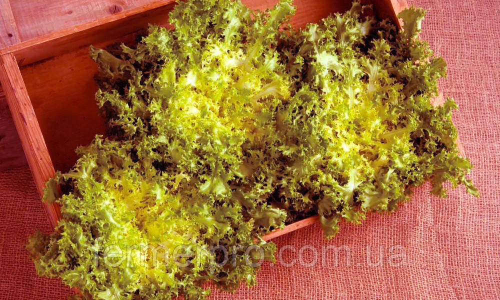 Насіння салату Парманс F1/ Parmans 5000 Enza Zaden, фото 1