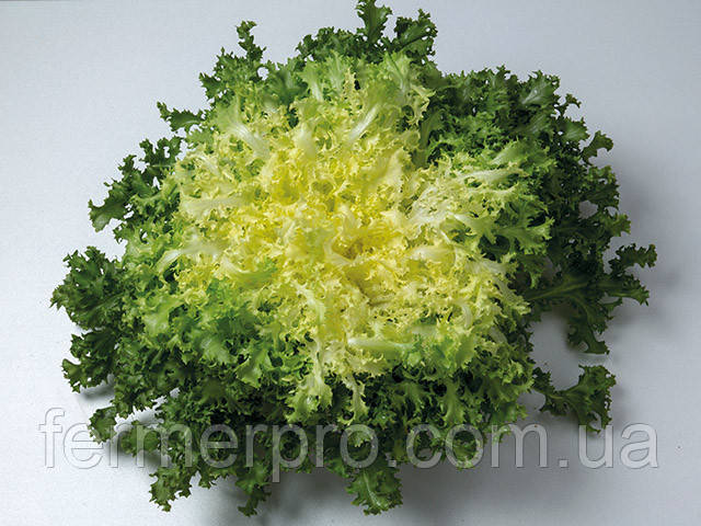 Насіння салату Бенефайн F1 1000 Enza Zaden, фото 1