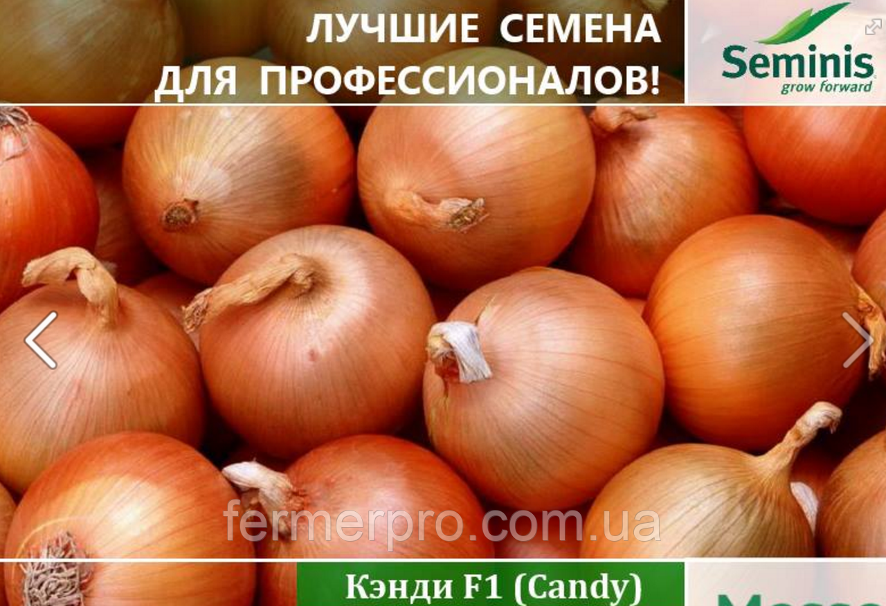 Семена лука Кенди (Кэнди) F1 / Candy F1 Seminis 10000 семян - фото 8 - id-p25674269