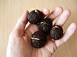 Горіх Чорний насіння 10 шт Juglans nigra для саджанців, фото 2