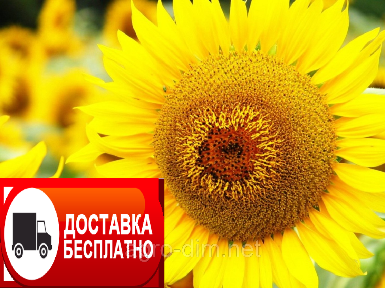 Насіння соняшника Тітанік