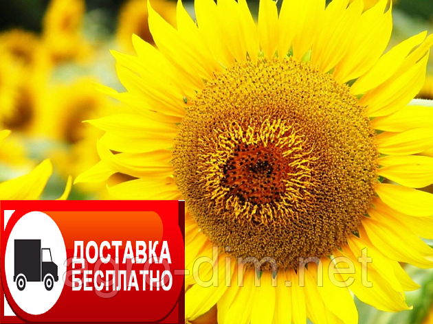 Насіння соняшника Тітанік, фото 1
