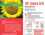 Насіння соняшнику ЛГ 5633 КЛ (Під Євролайтинг), фото 2