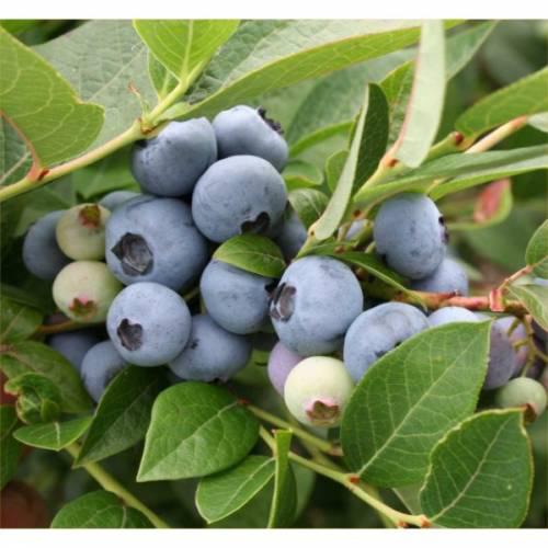 Лохина "Легасі" 1 річна, конт. Р9