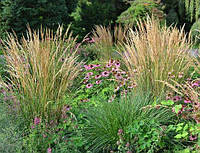 Вейник остроцветковый Овердам / Calamagrostis acutiflora Overdam