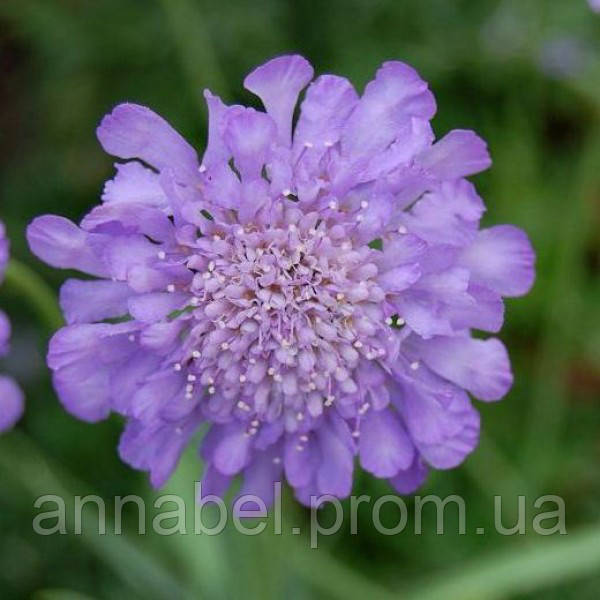 Скабиоза японская / Scabiosa japonica - фото 2 - id-p371254372