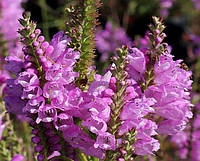 Физостегия виргинская розовая / Physostegia virginiana Rosea